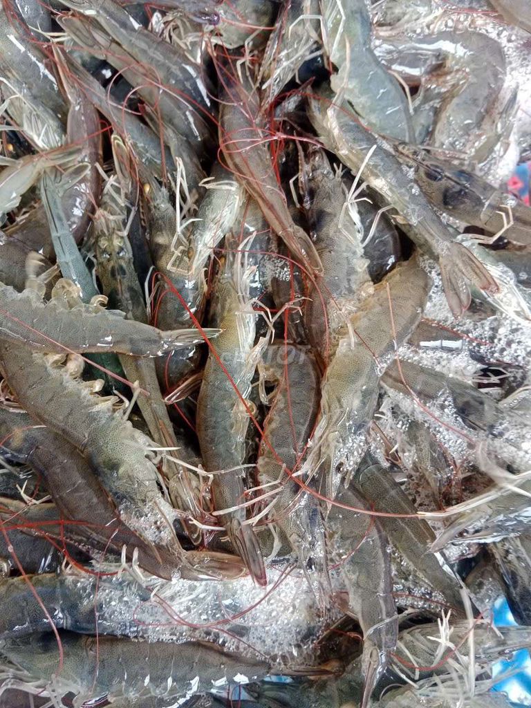 Tôm sống 1kg. Mua bán Đồ ăn, thực phẩm và các loại khác tại Thành phố Thủ Đức Tp Hồ Chí Minh được đăng bởi An Nguyên Khang hình 1