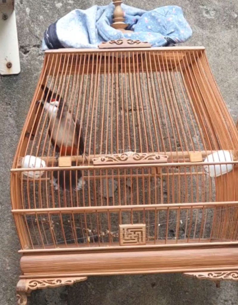 Chào Mào Đấu Trường Mùa 2 Đầu Lân Siêu Mẫu. Mua bán Chim tại Thành phố Thủ Đức Tp Hồ Chí Minh được đăng bởi Chào Mào Bổi Giàn Cứng Thi Đấu hình 1