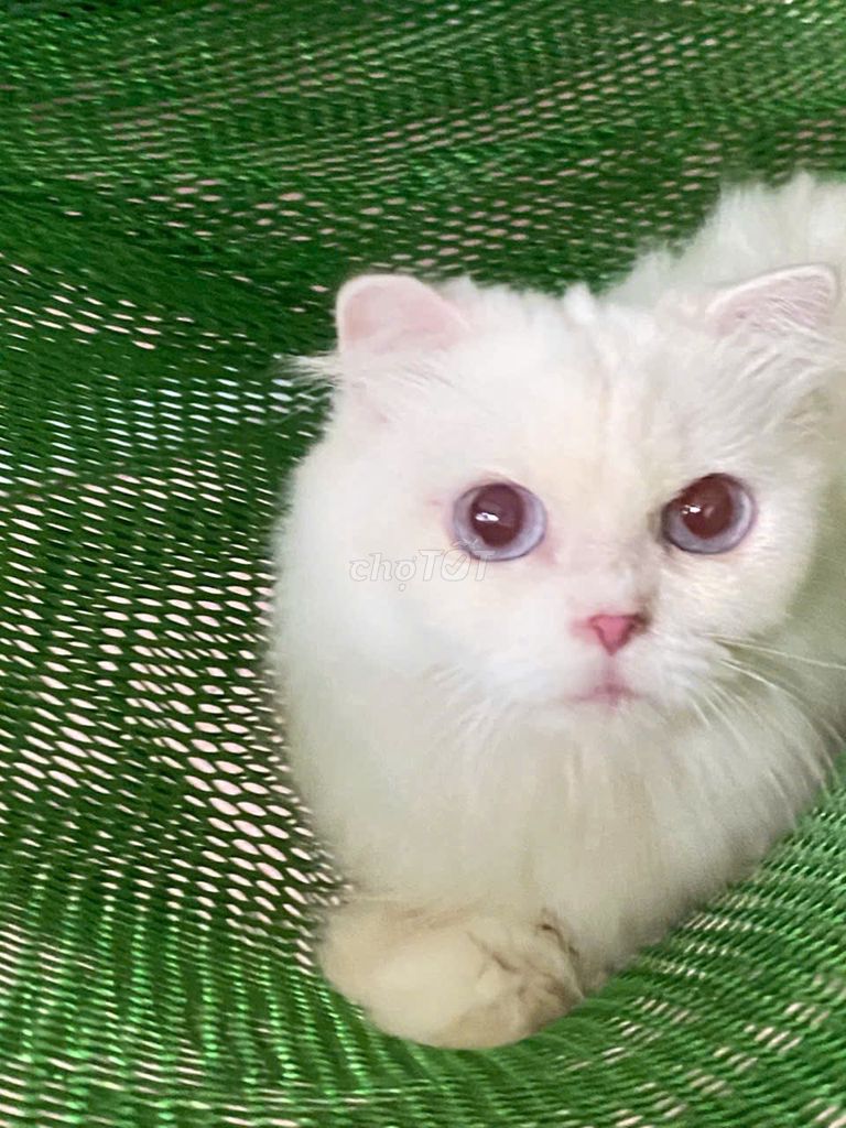 mèo Munchkin cái, lùn,trắng, lông dài, tai cụp. Mua bán Mèo tại Thành phố Thủ Đức Tp Hồ Chí Minh được đăng bởi Tên chưa cung cấp hình 5