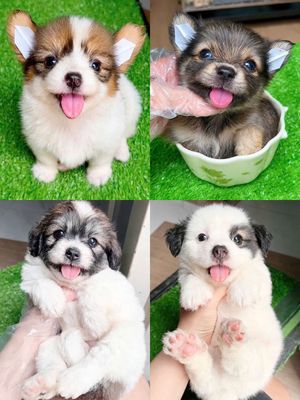 Chó corgi x phốc nhật 2 tháng tuổi