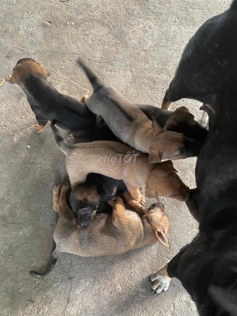 Chó cỏ lai Phú Quốc đực cái nâu đen. Mua bán Chó tại Thành phố Thủ Đức Tp Hồ Chí Minh được đăng bởi đạt hình 1