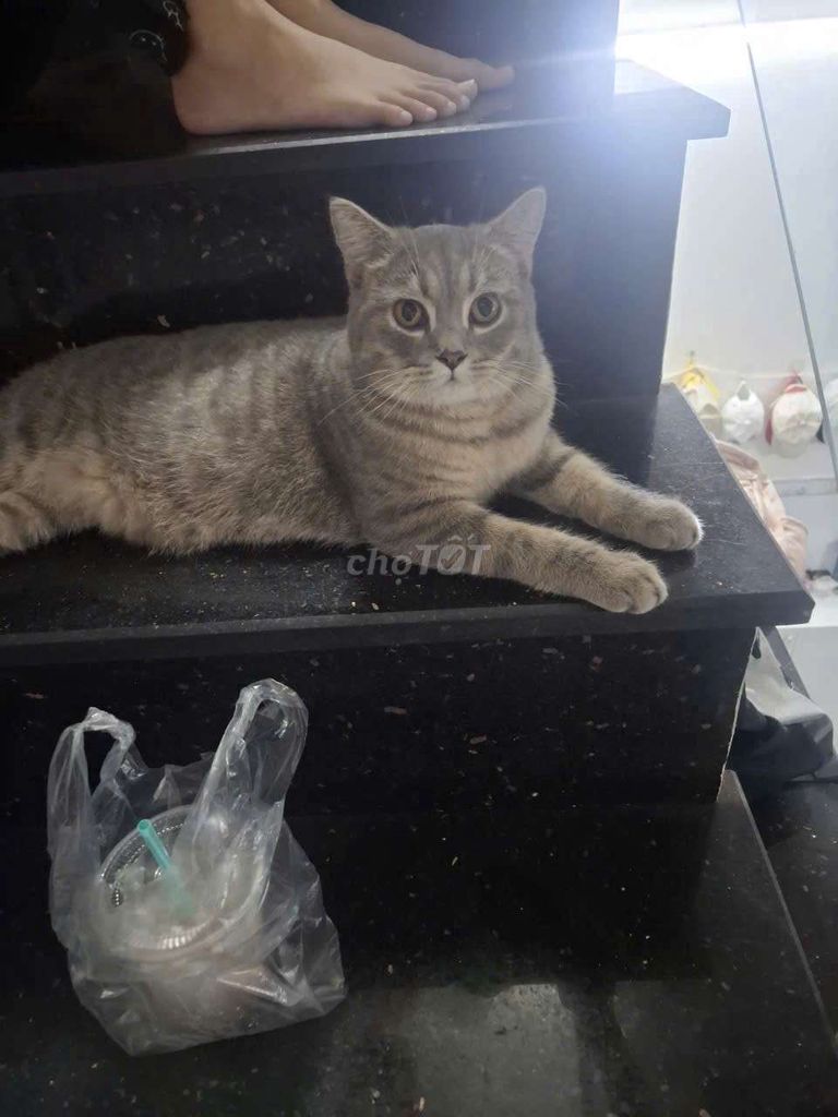 Mèo Anh lông ngắn Xám tabby đực 10 tháng. Mua bán Mèo tại Quận Gò Vấp Tp Hồ Chí Minh được đăng bởi Hoa Mai hình 1
