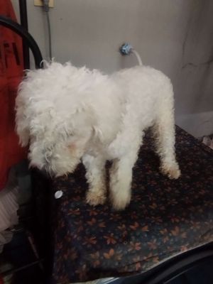 Cần thanh lý chó Poodle tiny thuần chủng. Mua bán null tại Quận Bình Tân Tp Hồ Chí Minh được đăng bởi Khôi
