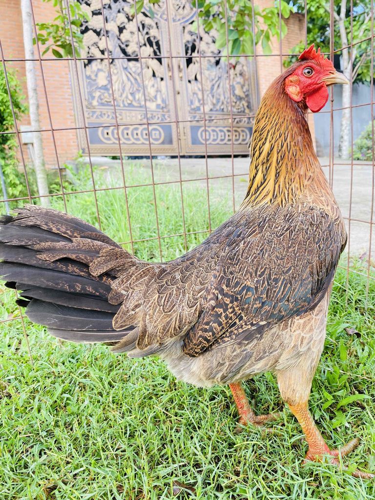 Xanh Lá Asiu/My/Viet 2.4-2.5kg. Mua bán Gà tại Thành phố Biên Hòa Đồng Nai được đăng bởi Đinh Hoàng Nam hình 1