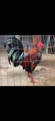 Cupan mỹ 1k140 zin chơi liền. Mua bán Gà tại Quận 8 Tp Hồ Chí Minh được đăng bởi  Hiền Gà lai