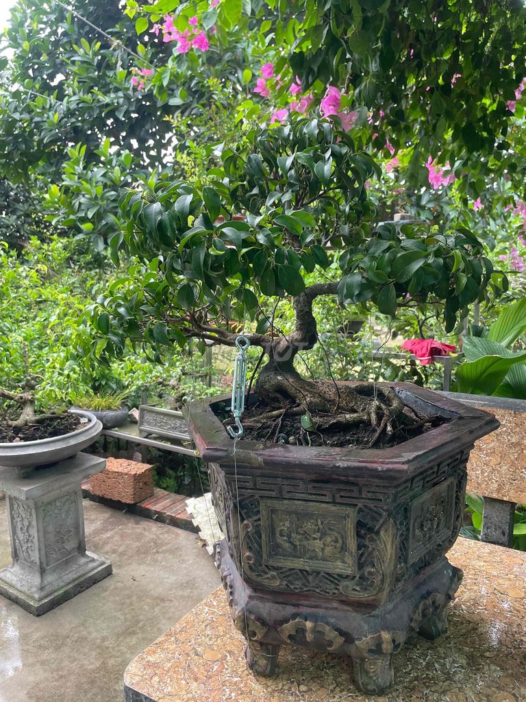 Cây cảnh Sanh Nam Điền bonsai dáng trực. Mua bán Cây cảnh, đồ trang trí tại Huyện Trực Ninh Nam Định được đăng bởi Ngoc Long hình 1