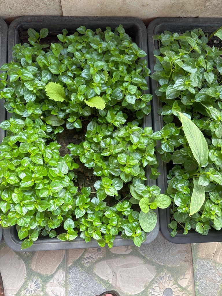 Chậu cây nhựa đen có đất sẵn. Mua bán Cây cảnh, đồ trang trí tại Quận Liên Chiểu Đà Nẵng được đăng bởi kim thương hình 1
