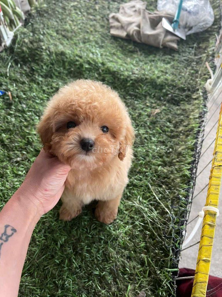 Poodle đủ màu. Mua bán Chó tại Quận Bình Tân Tp Hồ Chí Minh được đăng bởi Thú Cưng Sài Gòn hình 5