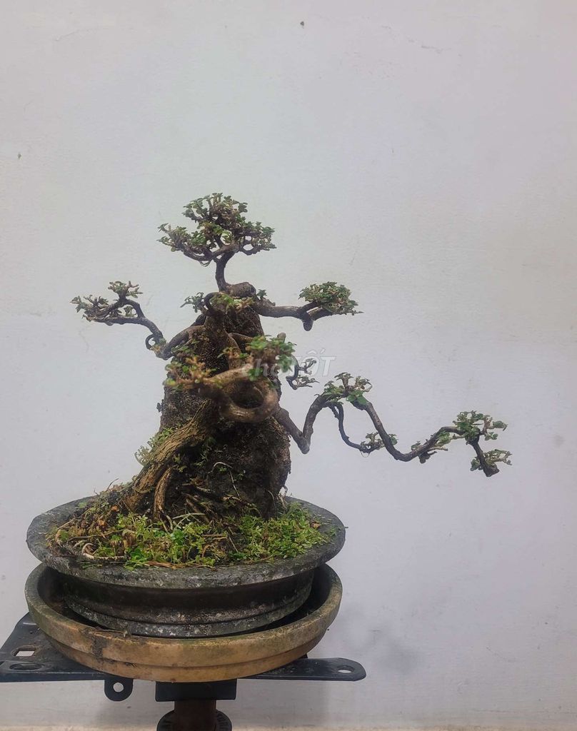 Bonsai Hương Sam ký đá, chậu tròn đường kính 20 cm