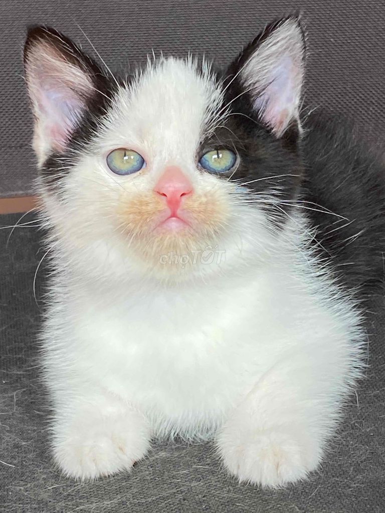 Mèo anh lông ngắn 2đực 2cái. Mua bán Mèo tại Quận 8 Tp Hồ Chí Minh được đăng bởi Thanh thúy hình 1