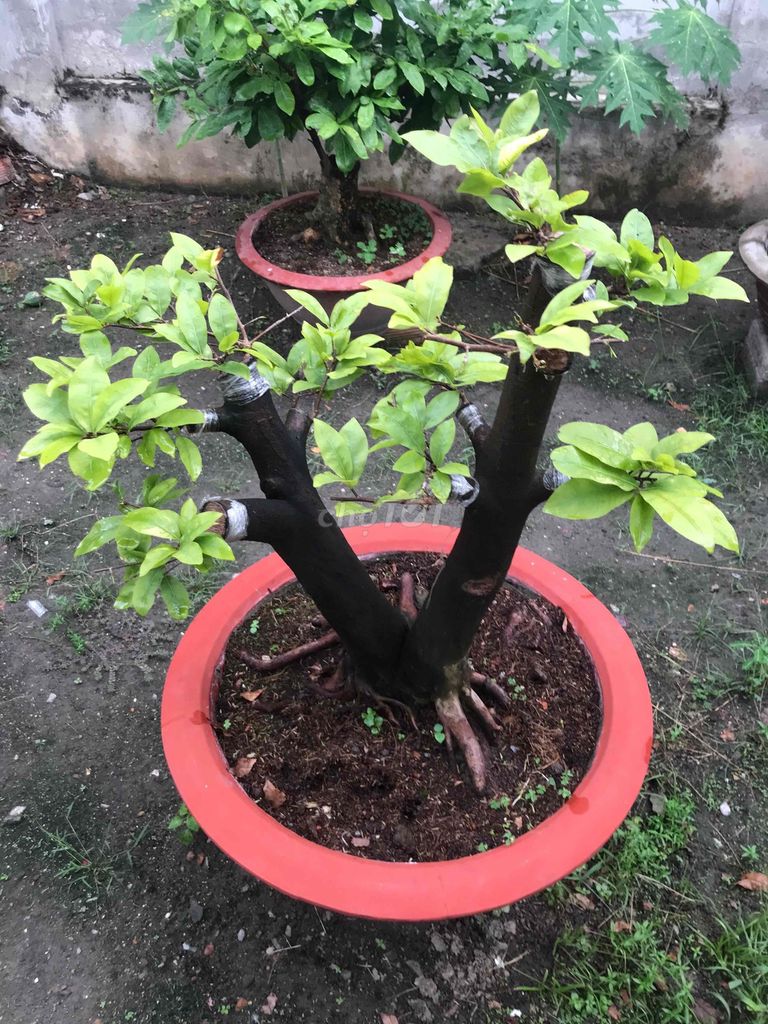 Cây cảnh Mai Tứ quý ghép như ý. Mua bán Cây cảnh, đồ trang trí tại Thành phố Thủ Dầu Một Bình Dương được đăng bởi Lê Đạt hình 1