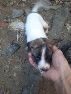 Chó Phú Quốc cái trắng xoáy kiếm