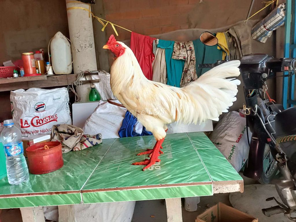 bướm  2.8kg tay tốt lông mới. Mua bán Gà tại Huyện Phú Tân An Giang được đăng bởi Vủ kê hình 1