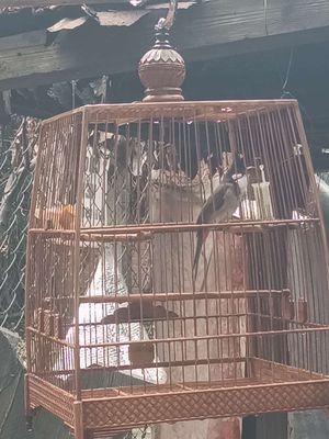 Bổi 7 tháng lồng. Mua bán Chim tại Thành phố Thuận An Bình Dương được đăng bởi luu nguyen