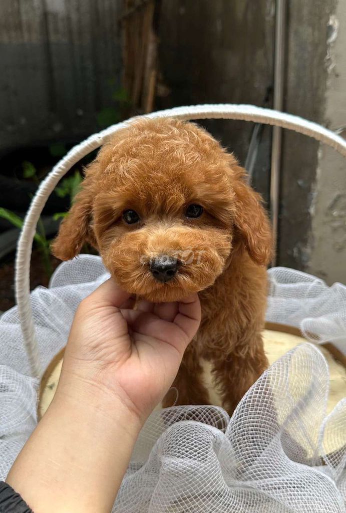 Chó poodle nâu đỏ nhà đẻ đã tiêm 2 mũi