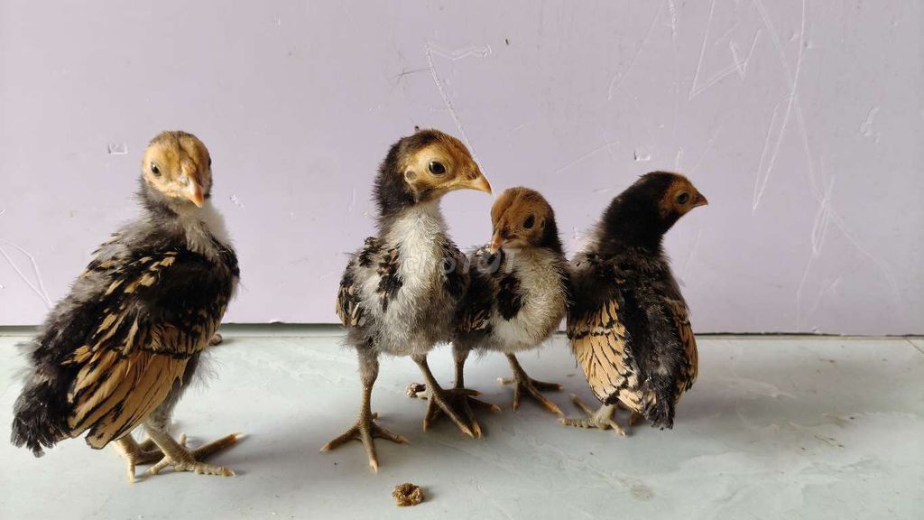 Gà vảy cá đồng 1 tháng hàng đẹp. Mua bán Gà tại Quận 12 Tp Hồ Chí Minh được đăng bởi Gà Kiểng Sài Gòn  hình 1