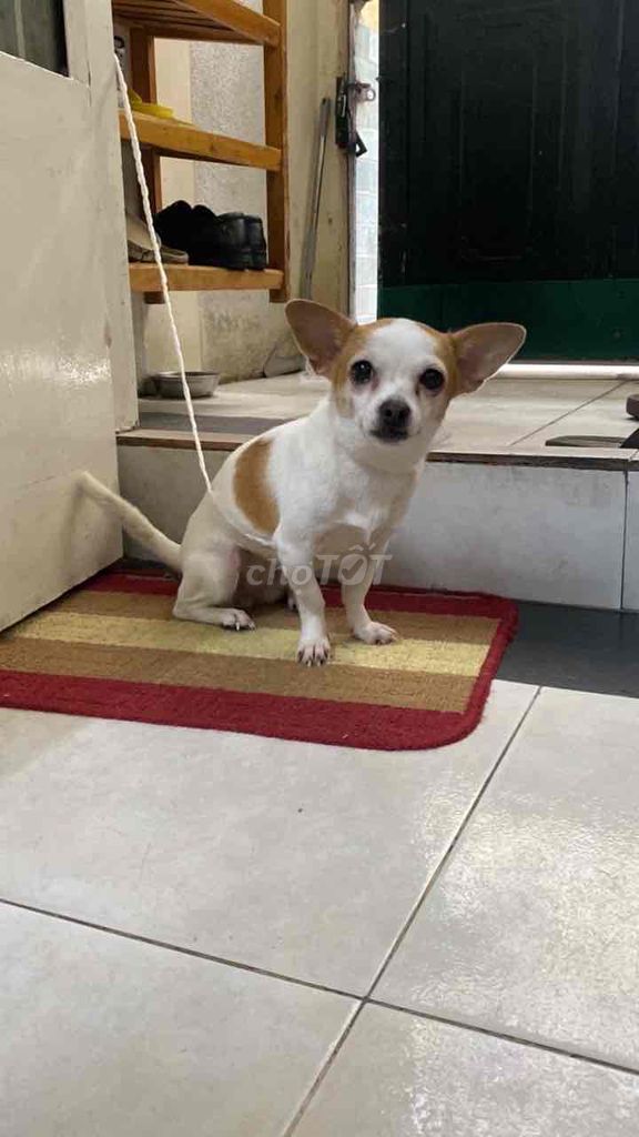 Chó cái 1 năm tuổi. Mua bán Chó tại Quận Bình Thạnh Tp Hồ Chí Minh được đăng bởi ngan hình 1
