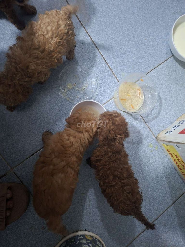 Chó Poodle Nâu Nhỏ. Mua bán Chó tại Quận Ninh Kiều Cần Thơ được đăng bởi Duy Trần hình 1