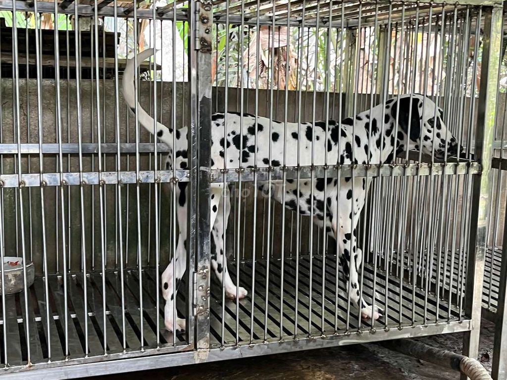 Chó đốm đực phối giống. Mua bán Chó tại Huyện Giồng Trôm Bến Tre được đăng bởi CHÚ TIỀN  hình 1
