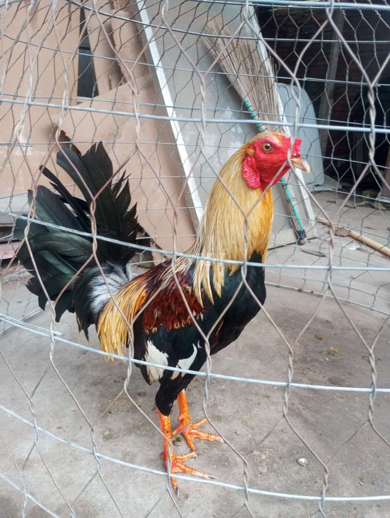 Bố gà mỹ nhập mẹ gà mỹ lai. Mua bán Gà tại Thành phố Biên Hòa Đồng Nai được đăng bởi Nguyễn Minh Đức hình 2