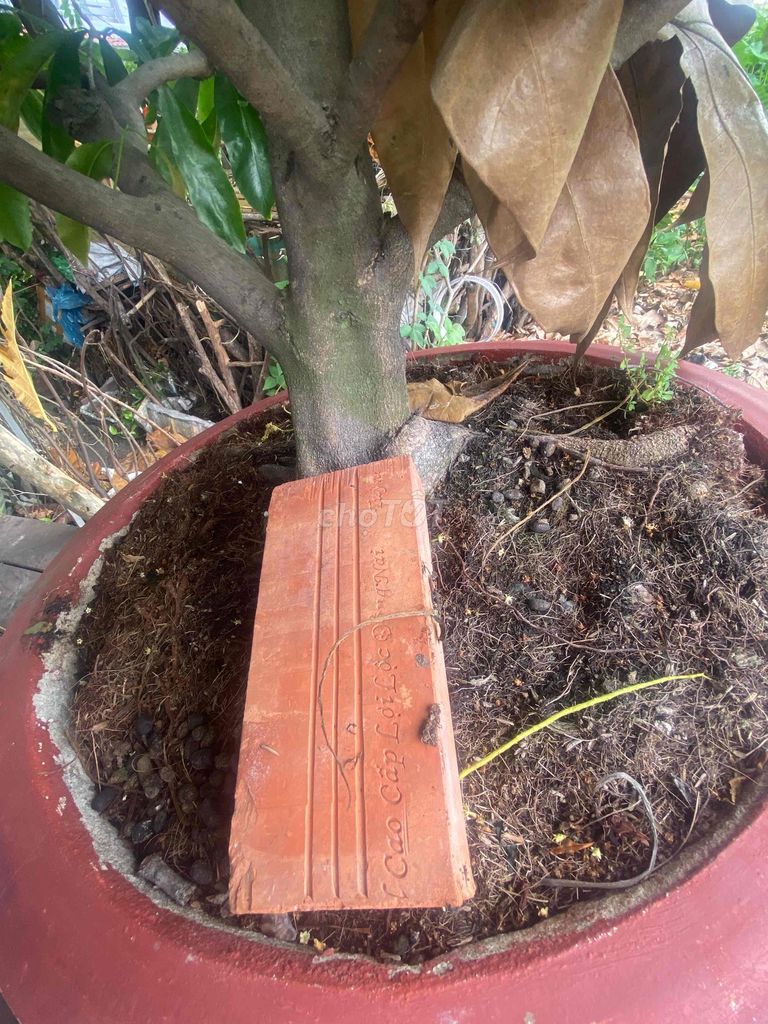 Mai vàng Zin thuần chậu. Mua bán Cây cảnh, đồ trang trí tại Quận Bình Tân Tp Hồ Chí Minh được đăng bởi Mỹ hình 1