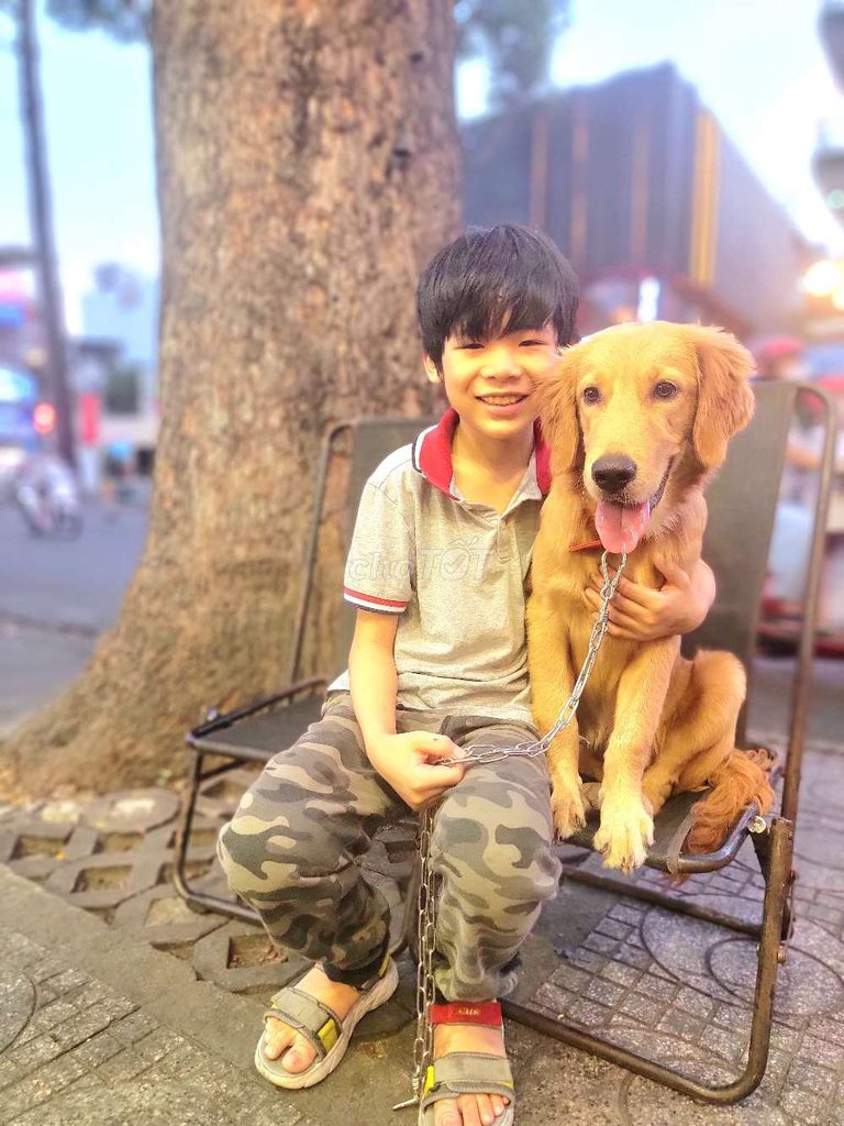 Chó Golden Retriever Cái Vàng 15 tháng. Mua bán Chó tại Quận 10 Tp Hồ Chí Minh được đăng bởi Nguyen Vinh hình 1