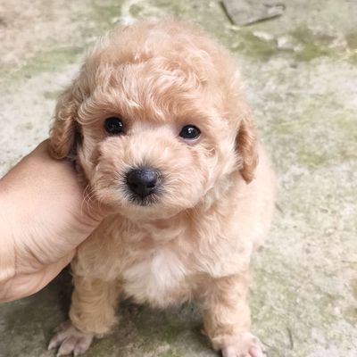 Poodle thuần chủng tìm nhà mới. Mua bán Chó tại Huyện Giồng Trôm Bến Tre được đăng bởi Thi