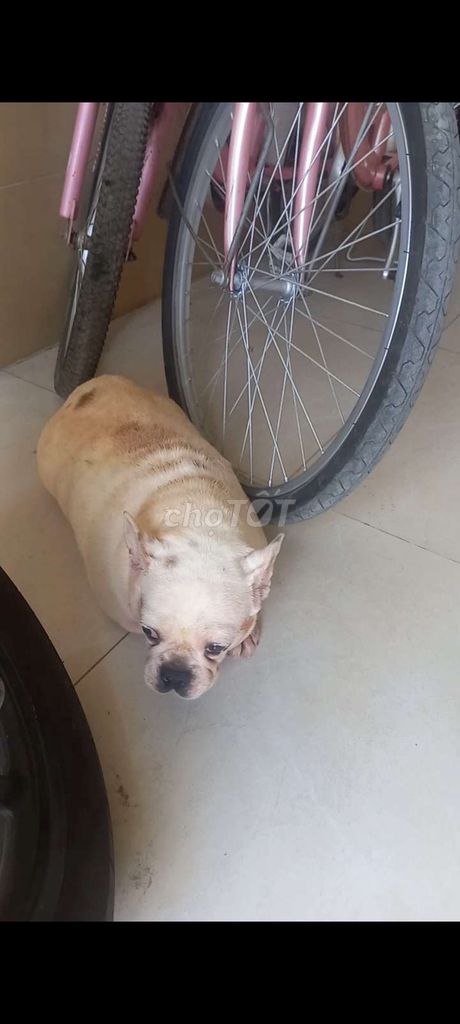 Chó Bull Pháp cái đã sinh 1 lứa. Mua bán Chó tại Thành phố Thủ Dầu Một Bình Dương được đăng bởi Gia An hình 1