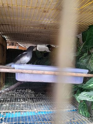 Thanh lý cặp chích chòe trống mái, 2 mùa,siêng hót. Mua bán Chim tại Quận 12 Tp Hồ Chí Minh được đăng bởi thanh