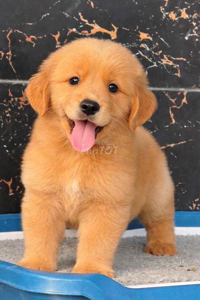 Chó Golden Retriever vàng đã tiêm. Mua bán Chó tại Huyện Bình Chánh Tp Hồ Chí Minh được đăng bởi Ken péthop hình 1