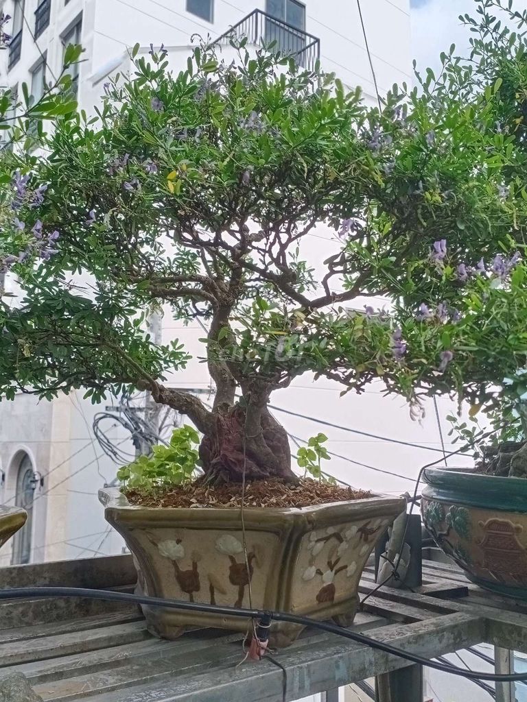 Cây cảnh Bonsai. Mua bán Cây cảnh, đồ trang trí tại Quận Gò Vấp Tp Hồ Chí Minh được đăng bởi Lien Le hình 1