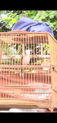 Chào mào thuần siêng hót. Mua bán Chim tại Quận Gò Vấp Tp Hồ Chí Minh được đăng bởi Tưởng Họa Mi 