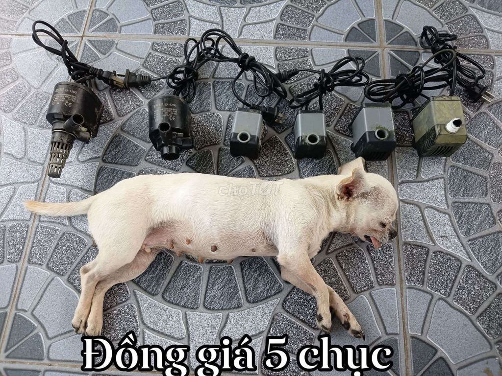 Bơm , lọc , đèn , hồ , kệ. Mua bán Phụ kiện, Thức ăn, Dịch vụ tại Quận Thanh Khê Đà Nẵng được đăng bởi Anh Duy Lê hình 1