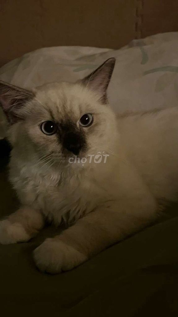 Mình cần bán GẤP bé ragdoll ạ