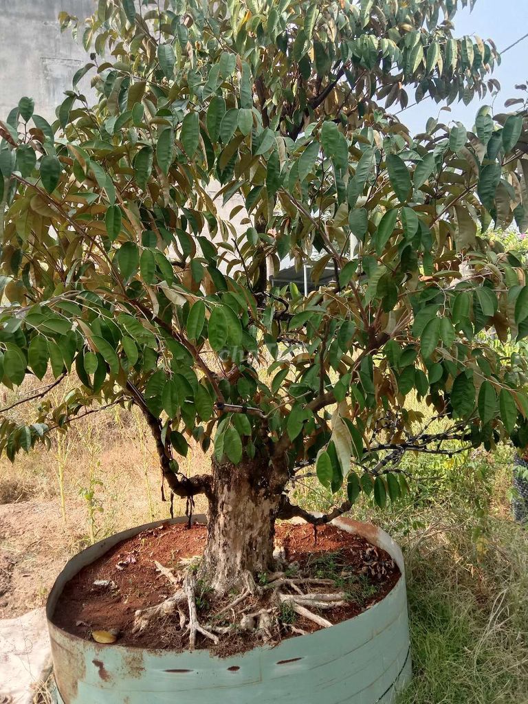 Thanh lý Cây vú sữa bonsai