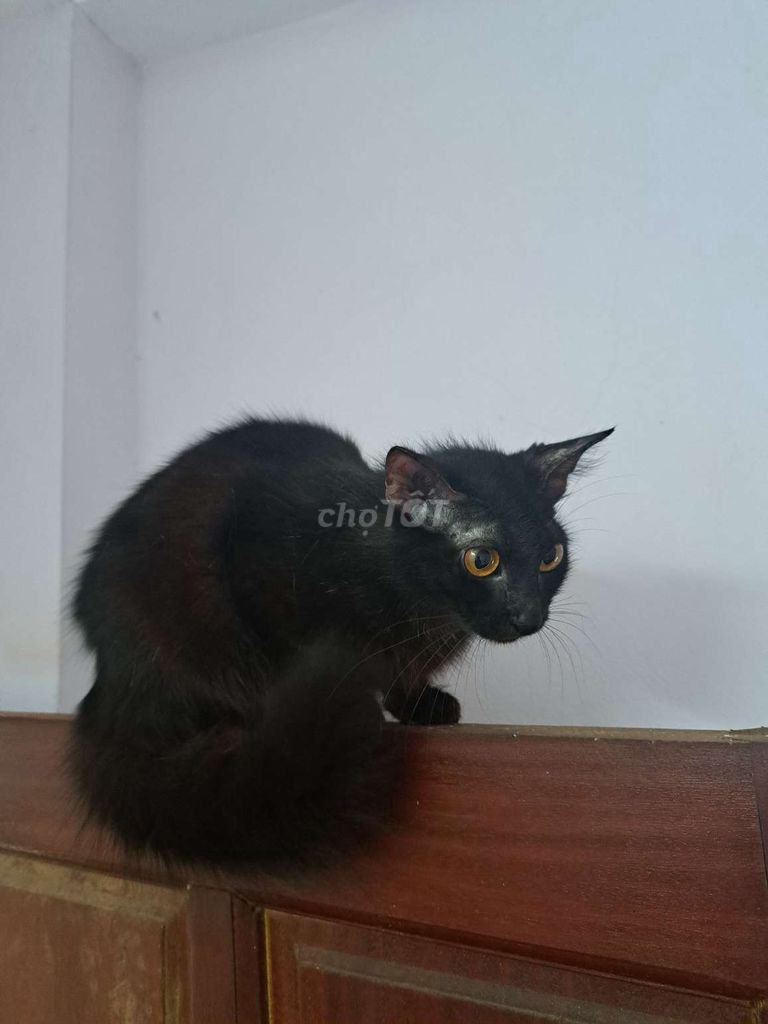 Mèo đen lai của mèo Anh lông dài