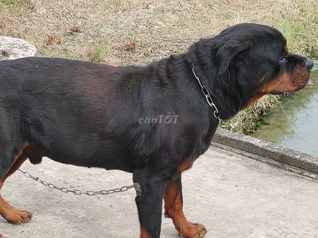 Đực Vka Rottweiler. Mua bán Chó tại Thành phố Tây Ninh Tây Ninh được đăng bởi Nhân Rottweiler  hình 5