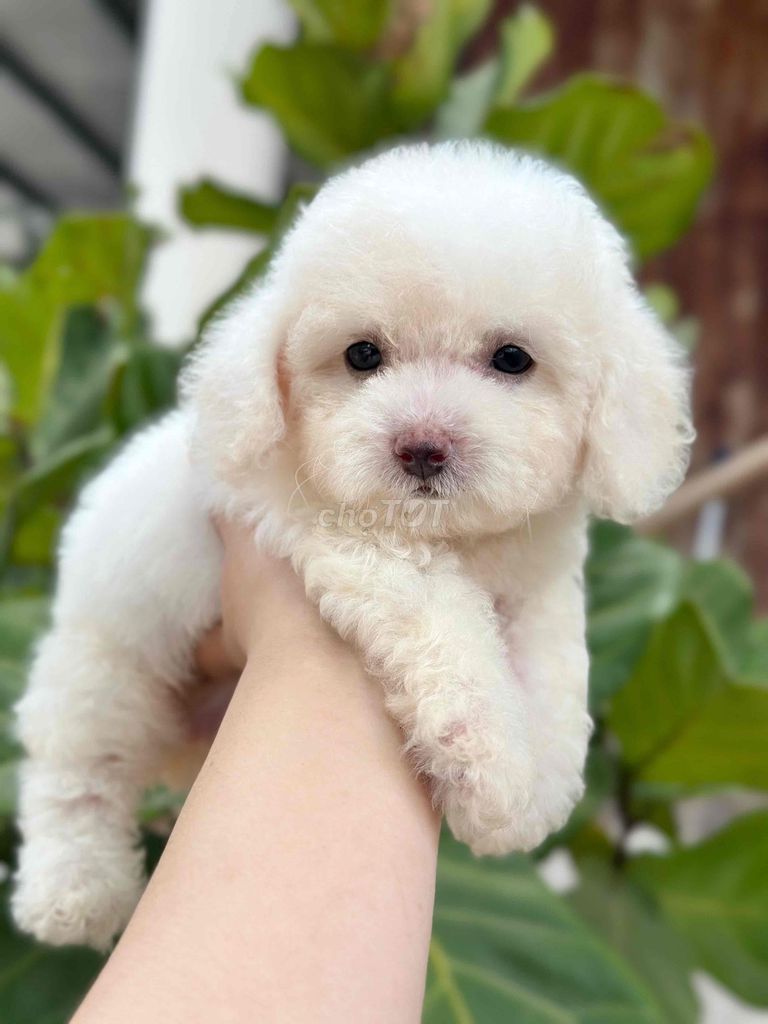 Chó Poodle Tiny. Mua bán Chó tại Thành phố Bến Tre Bến Tre được đăng bởi Mì Mì House  hình 1