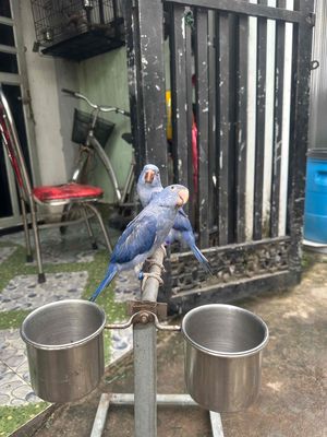 Ringneck violet cần tìm nhà mới. Mua bán Chim tại Huyện Củ Chi Tp Hồ Chí Minh được đăng bởi An Phạm