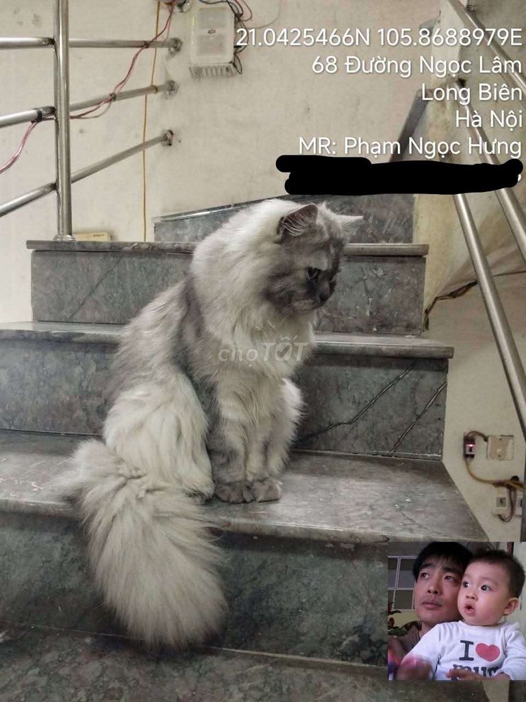 Mèo ALD đực hơn 1 tuổi. Mua bán Mèo tại Quận Long Biên Hà Nội được đăng bởi Ngọc Hưng Phạm hình 1