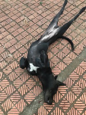 Chó Phú Quốc đen, 8 tháng tuổi, 27kg, khôn, khoẻ. Mua bán Chó tại Quận Long Biên Hà Nội được đăng bởi Nguyễn Thành Hiếu