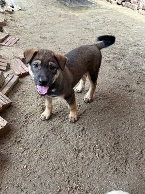 Bán Chó Cỏ, Chó Lai Becgie Nòi To, Chó Cảnh