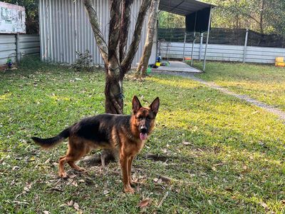 Chó Becgie Đức 12 tháng