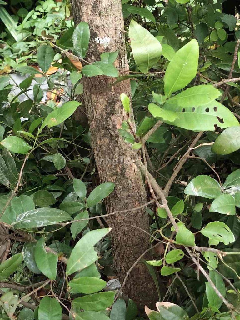 Mai Phú Quý Mai Vàng hơn 30 năm Nhơn Trạch. Mua bán Cây cảnh, đồ trang trí tại Quận Gò Vấp Tp Hồ Chí Minh được đăng bởi Tường hình 1