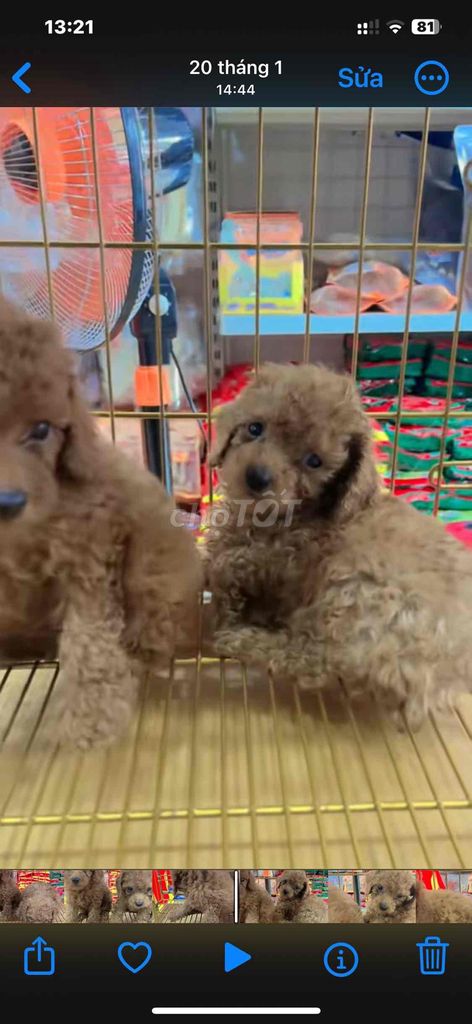 Poodle nâu đỏ thuần chủng