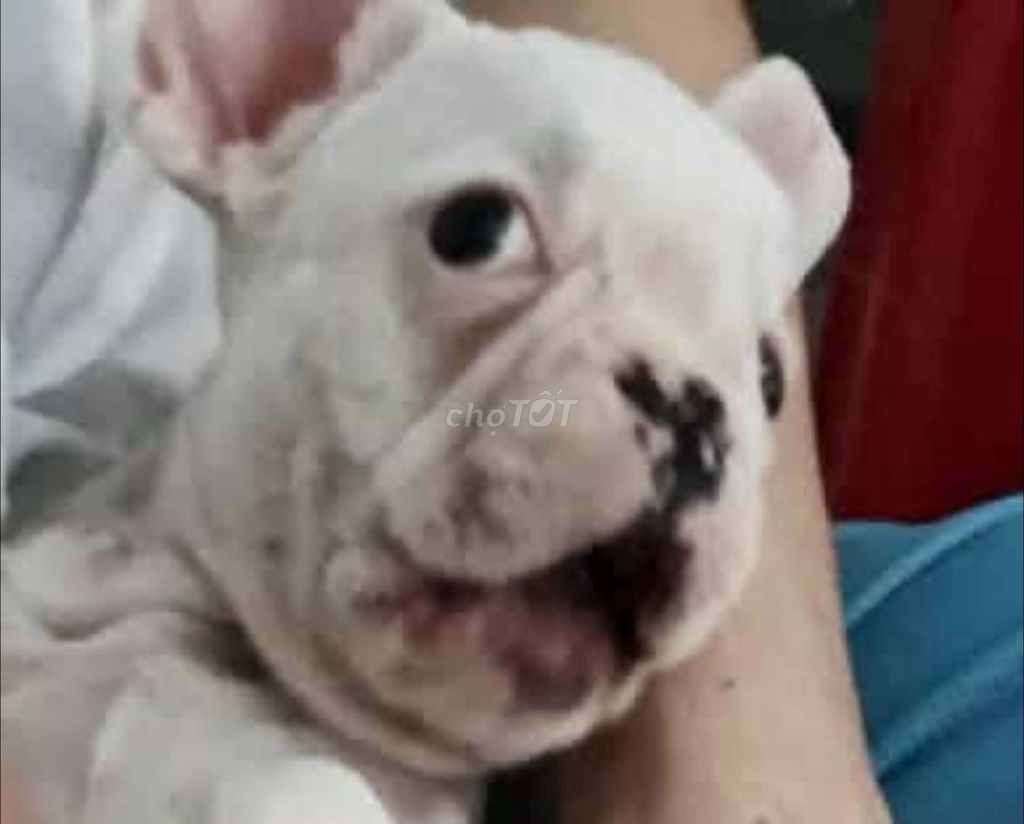 Chó Bull Pháp 3 tháng tuổi. Mua bán Chó tại Quận 4 Tp Hồ Chí Minh được đăng bởi Cô Hà hình 1