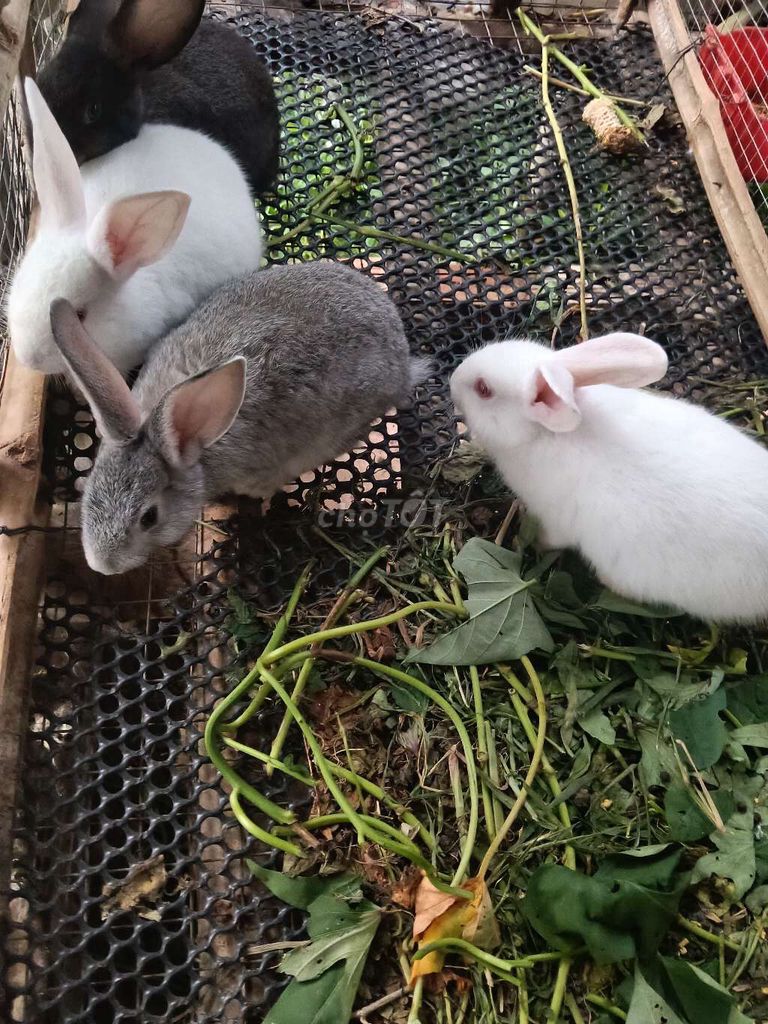 thỏ con 600g. Mua bán Thú cưng khác tại Huyện Châu Thành Tiền Giang được đăng bởi tuan hình 1