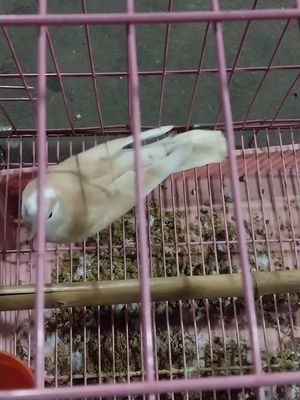 Góc quá tải. Mua bán Chim tại Huyện Đức Hòa Long An được đăng bởi Gia Hân