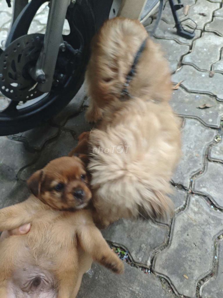 Chó con cái + đực màu Nâu. Mua bán Chó tại Quận Cẩm Lệ Đà Nẵng được đăng bởi Quat Huu hình 4