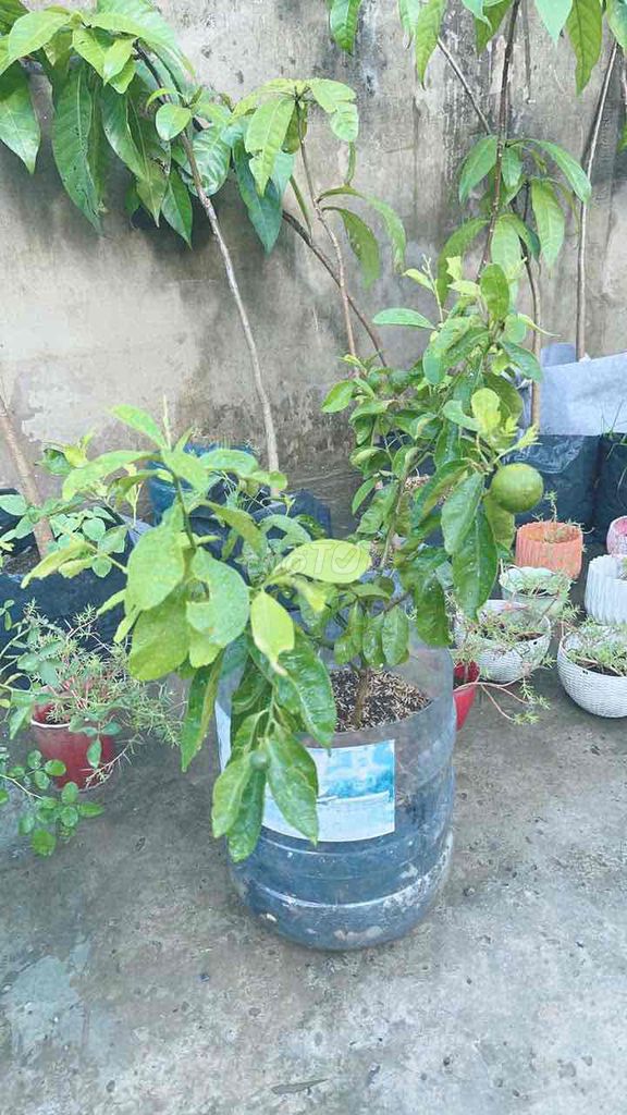 Cây chanh 6 trái có chậu. Mua bán Cây cảnh, đồ trang trí tại Huyện Bình Chánh Tp Hồ Chí Minh được đăng bởi shopmia hình 1